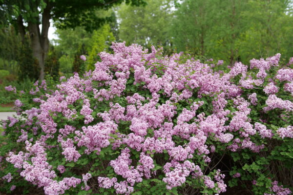 Syringa x Bloomerang Purpink® (PW) - Image 3