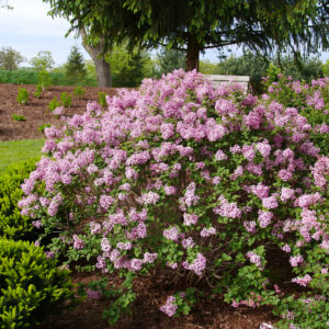 Syringa x Bloomerang Purpink® (PW)