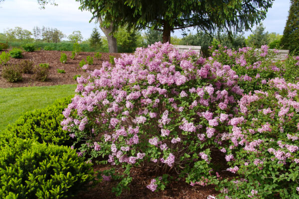 Syringa x Bloomerang Purpink® (PW)
