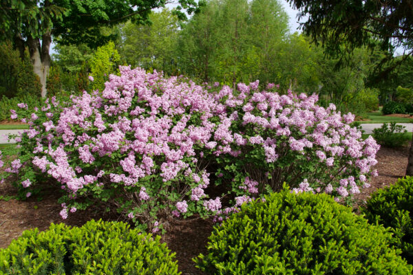 Syringa x Bloomerang Purpink® (PW) - Image 2