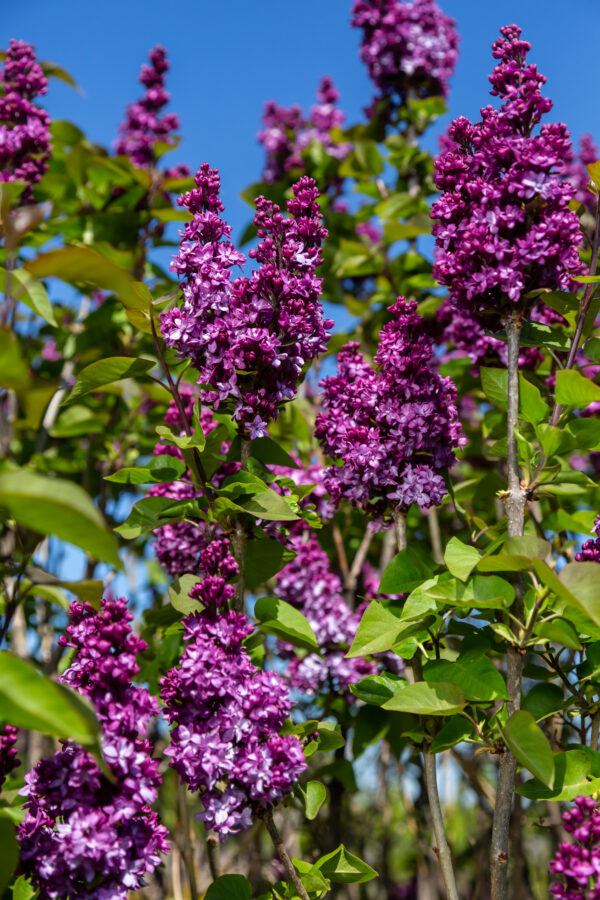 Syringa x Virtual Violet® (FE) - Image 3