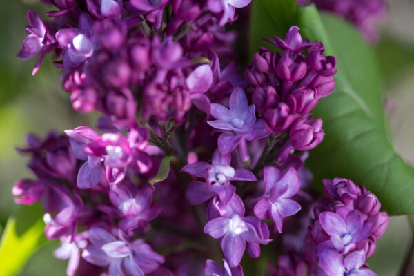 Syringa x Virtual Violet® (FE) - Image 4
