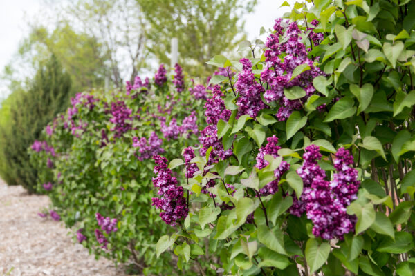 Syringa x Virtual Violet® (FE) - Image 2