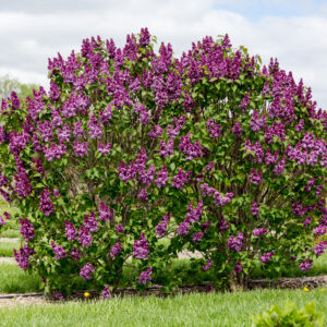Syringa x Virtual Violet® (FE)