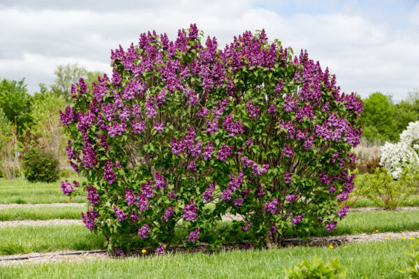 Syringa x Virtual Violet® (FE)