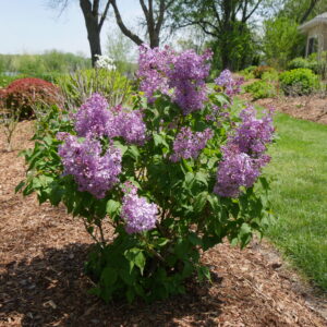 Syringa x hyac. Scentara® Double Blue (PW)