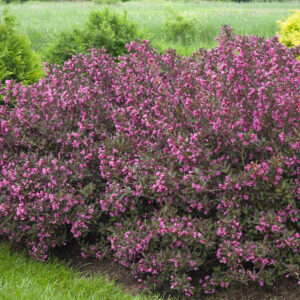 Weigela florida Wine & Roses® (PW)