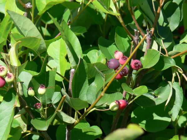 Saskatoon alnifolia Thiessen