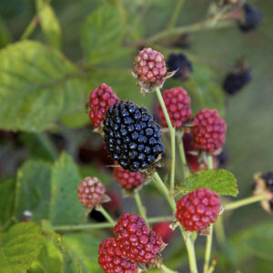 Blackberry Baby Cakes® (BB)