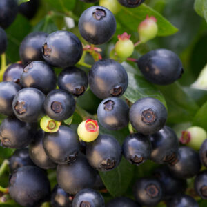 Blueberry BerryBux® (BB)