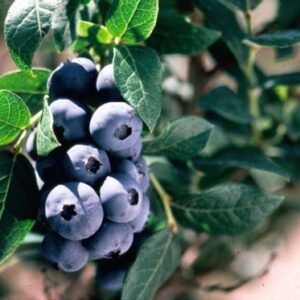 Blueberry Chippewa