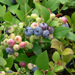 Blueberry Northblue