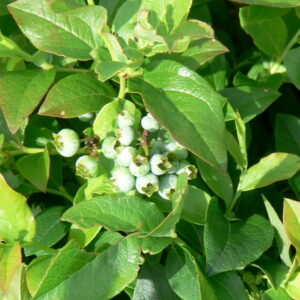 Blueberry Northcountry