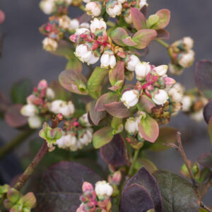 Blueberry Peach Sorbet® (BB)