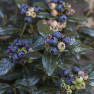 Blueberry Perpetua™ (BB)