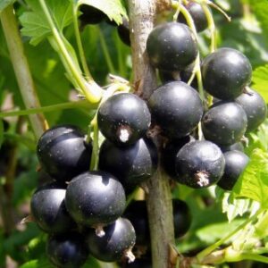 Currant Josta