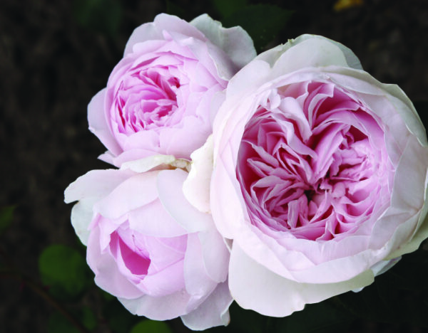 Rosa Parfuma® Earth Angel™ - Image 3