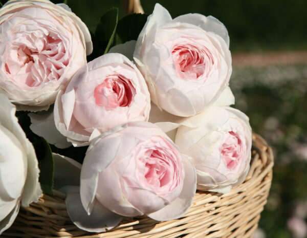 Rosa Parfuma® Earth Angel™ - Image 2