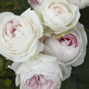 Rosa Parfuma® Earth Angel™