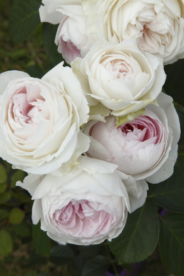 Rosa Parfuma® Earth Angel™