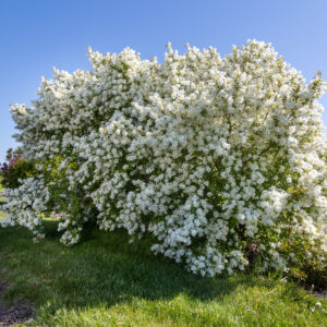 Exochorda x macrantha Lotus Moon™ (FE)