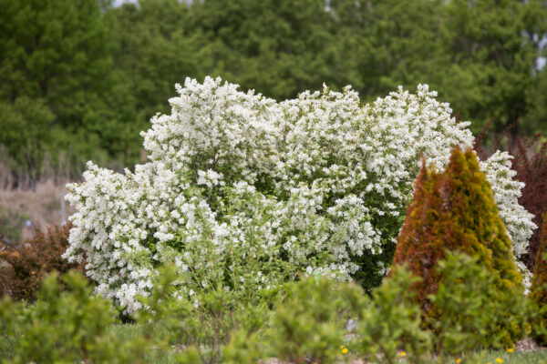 Exochorda x macrantha Lotus Moon™ (FE) - Image 2