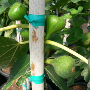 Fig carica Chicago Hardy