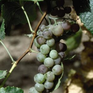 Grape Himrod
