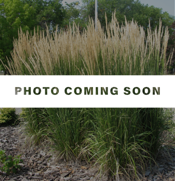 Schizachyrium scoparium Chameleon