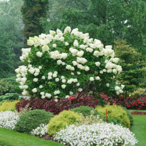 Hydrangea paniculata Limelight (PW)