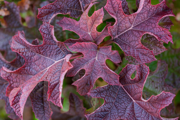 Hydrangea quercifolia Jetstream™ (FE) - Image 6