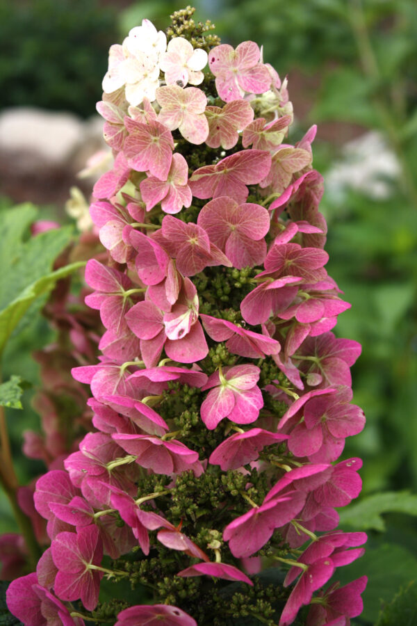 Hydrangea quercifolia Jetstream™ (FE) - Image 5
