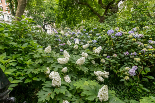 Hydrangea quercifolia Jetstream™ (FE) - Image 4
