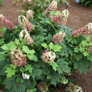 Hydrangea quercifolia Jetstream™ (FE)
