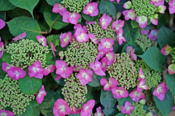 Hydrangea serrata Tuff Stuff Top Fun® (PW) - Image 3
