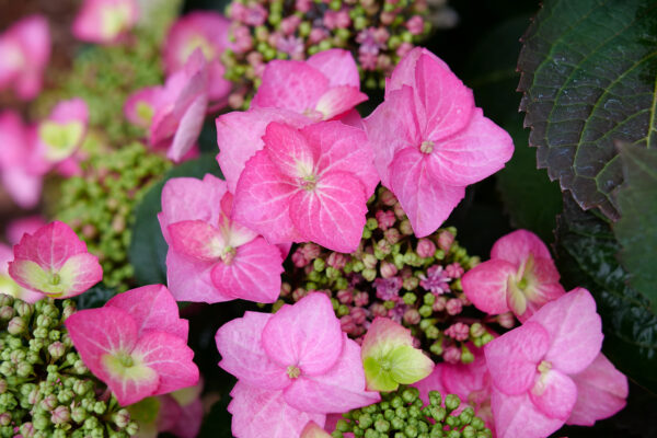 Hydrangea serrata Tuff Stuff Top Fun® (PW) - Image 4