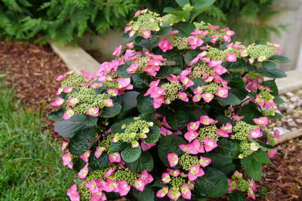 Hydrangea serrata Tuff Stuff Top Fun® (PW) - Image 2