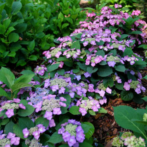 Hydrangea serrata Tuff Stuff Top Fun® (PW)