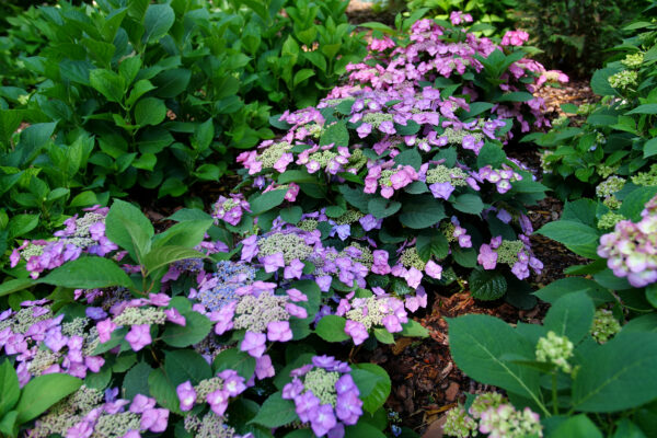 Hydrangea serrata Tuff Stuff Top Fun® (PW)