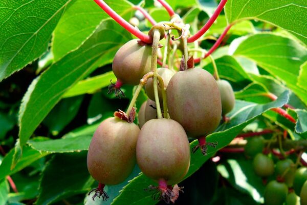 Kiwi arguta Issai