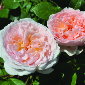 Rosa Parfuma® Bliss