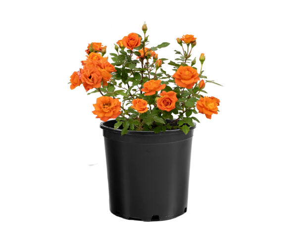 Rosa Sunblaze® Amber - Image 3