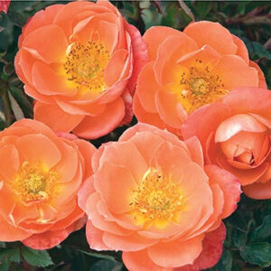 Rosa Sunblaze® Amber