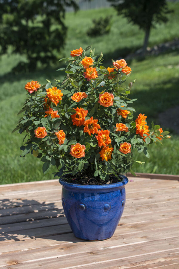 Rosa Sunblaze® Amber - Image 2