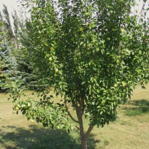 Pear Early Gold