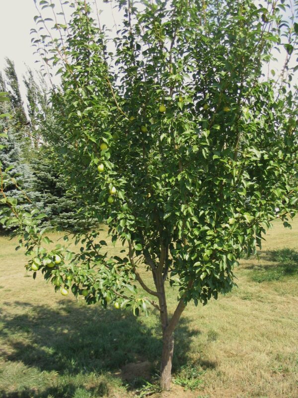 Pear Early Gold