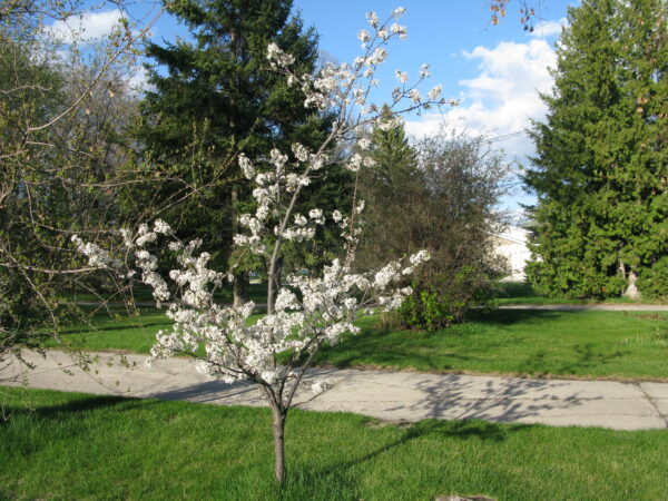 Plum Pembina