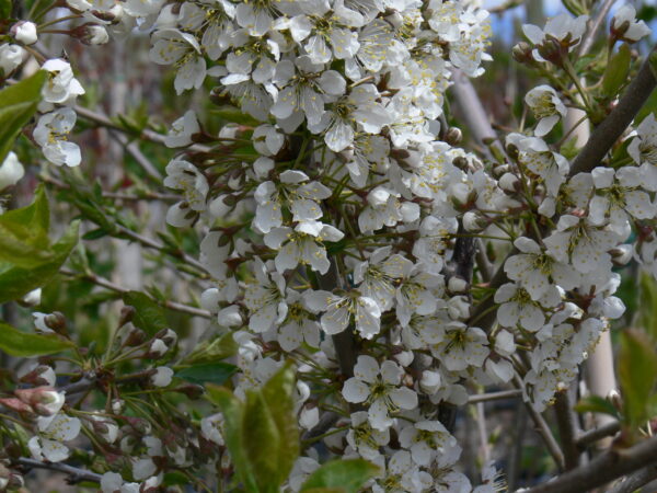 Plum Pembina - Image 2