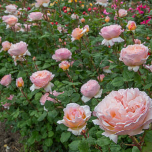 Rosa Princesse Charlene de Monaco®