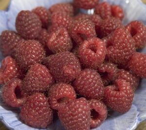Raspberry Heritage